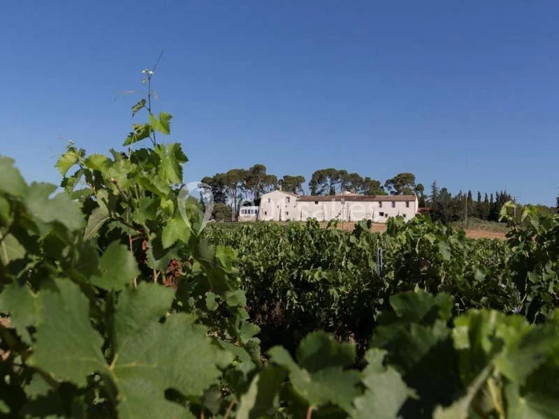 Domaine de Buzarens, Assas